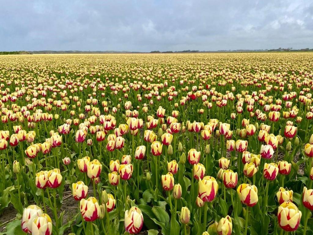 Slapen Tussen De Duinen By Droomvilla Sint Maarten Esterno foto
